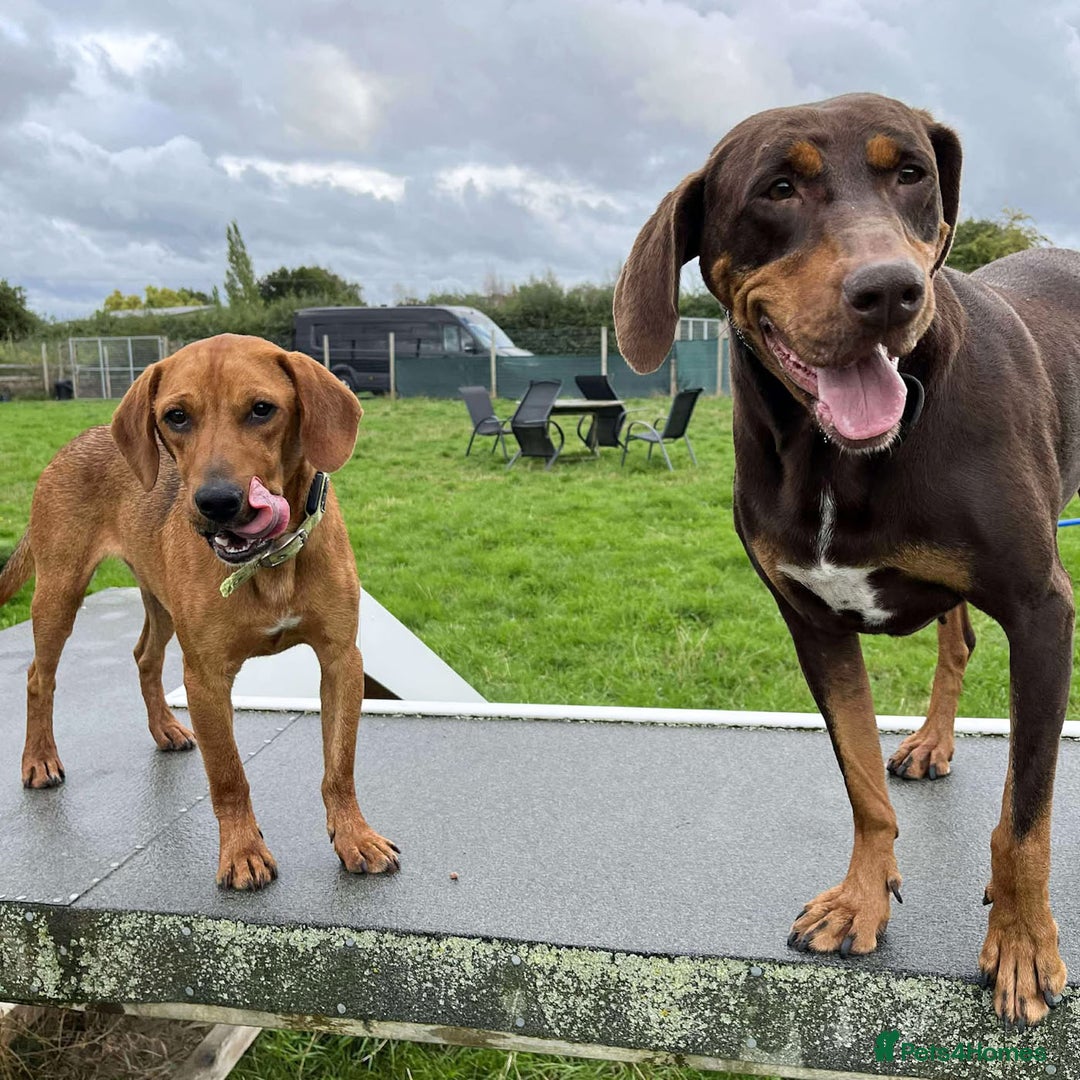 Mixed Breed dogs for adoption: ROWAN - You'll Fall in Love with this Boy! - Image 3
