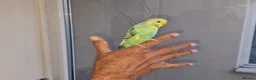 Budgerigars birds for sale: Super silly hand tamed baby budgies  - Advert 7
