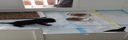 Cavalier King Charles Spaniel dogs for sale: 1 girl cavalier king Charles left  - Advert 2