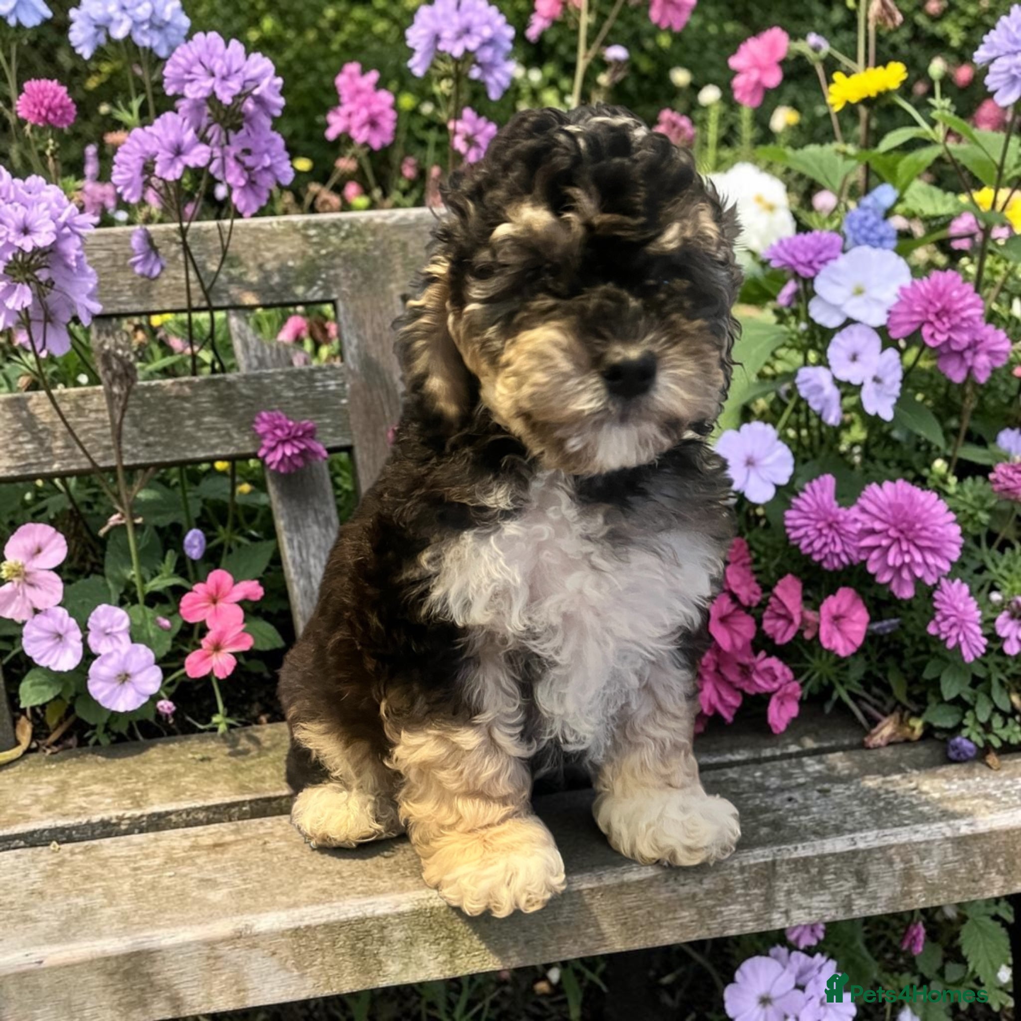 Australian Labradoodle dogs Ready to go health tested vaccinated gorgeous 🐶 - Advert 2