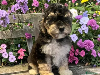 Australian Labradoodle dogs Ready to go health tested vaccinated gorgeous 🐶 - Advert 2