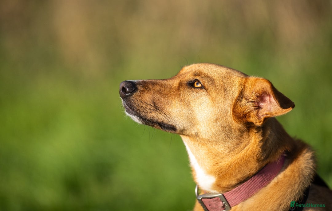 Mixed Breed dogs for adoption: Beautiful Maya is looking for her forever family  - Advert 6