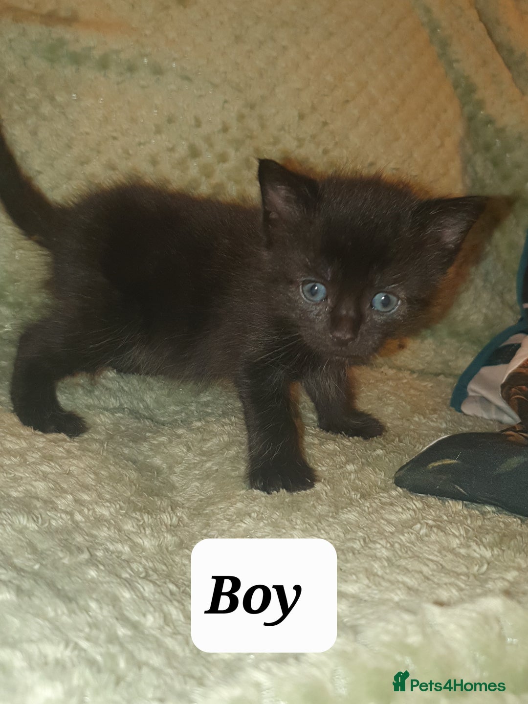 British Shorthair cats for sale: Beautiful kittens for sale  - Advert 8