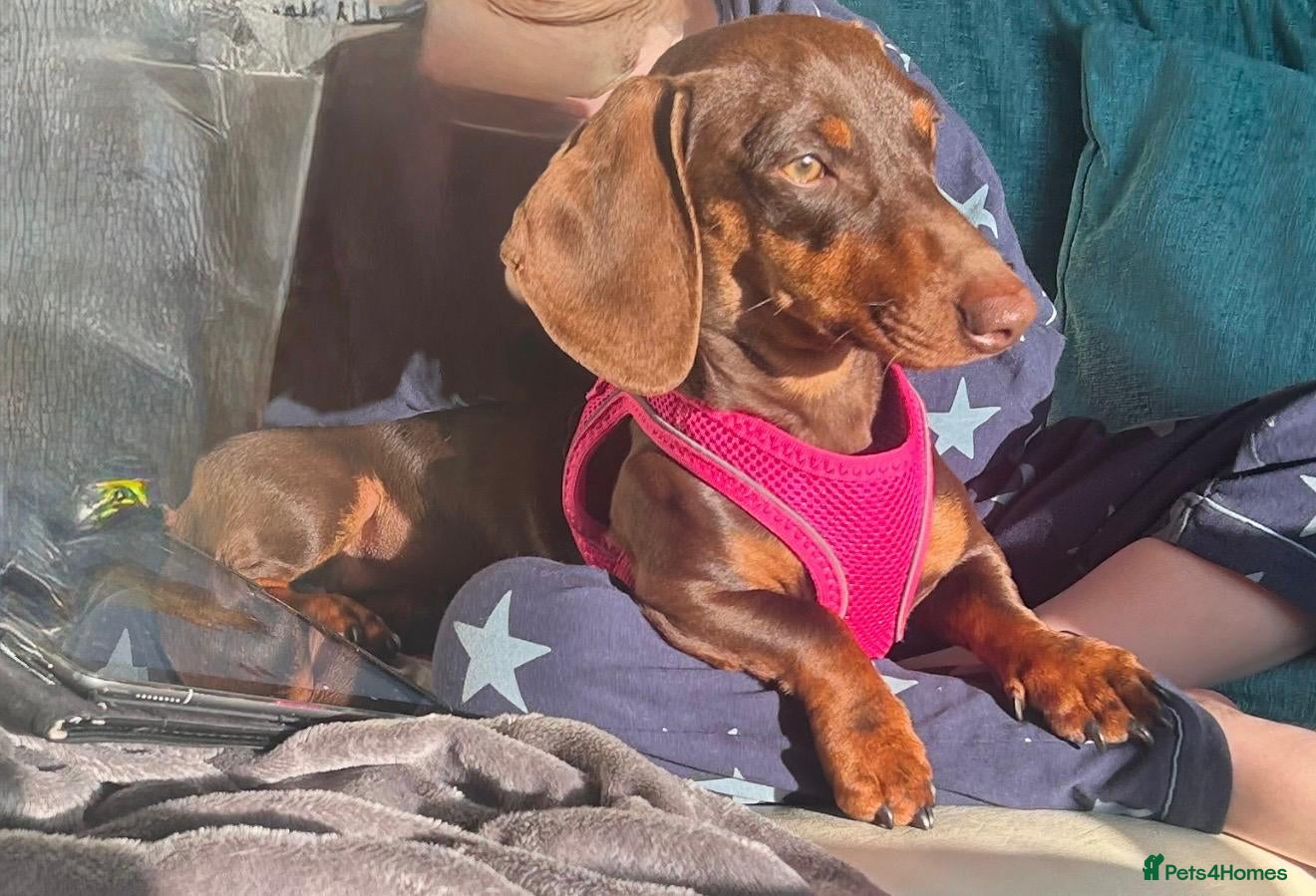 Dachshund dogs Dashound puppys  - Advert 5