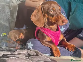 Dachshund dogs Dashound puppys - Advert 1
