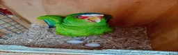 Parrots birds for sale: White Fronted Amazon H/R Silly Tame - Advert 13