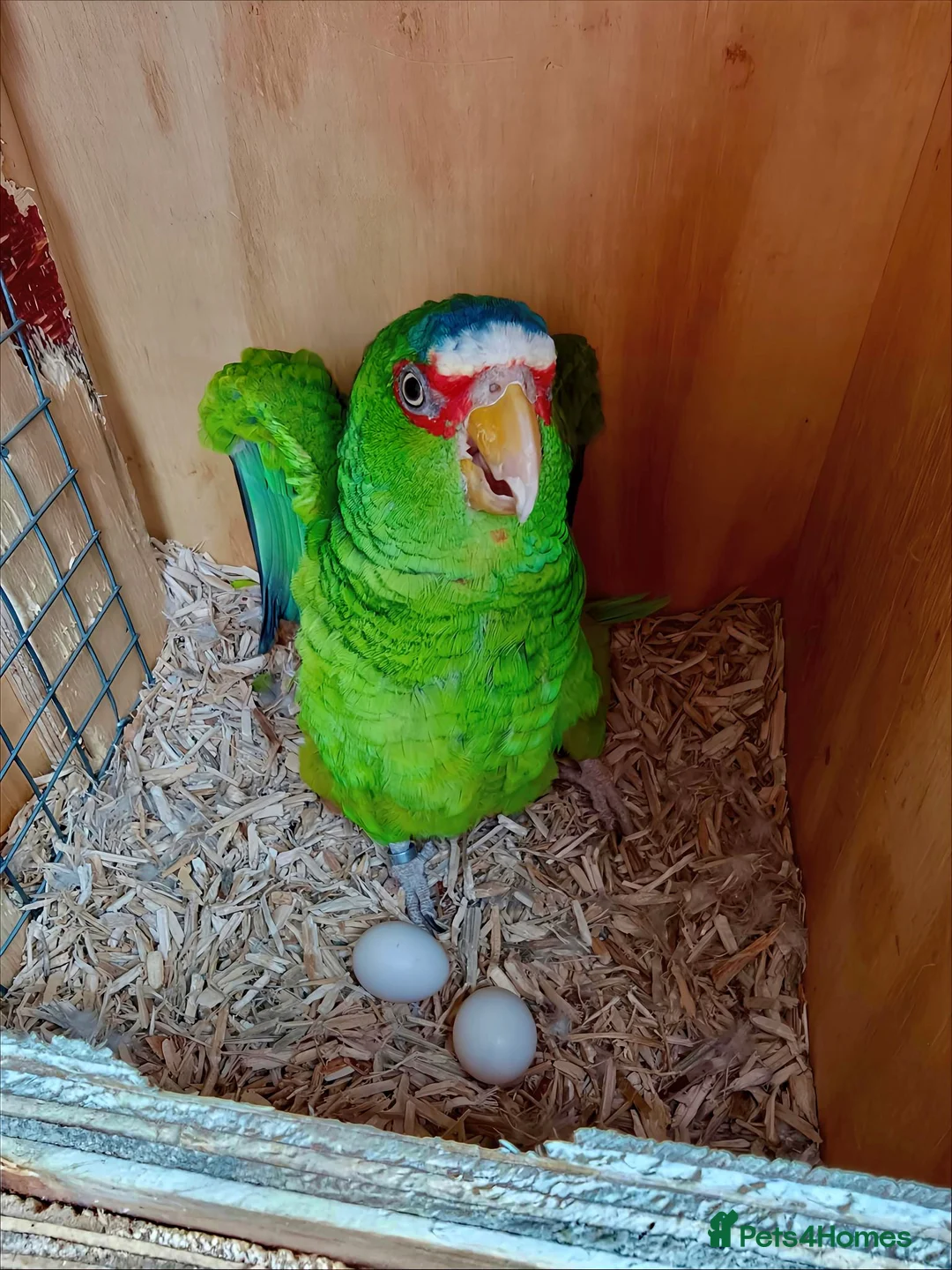 Parrots birds for sale: White Fronted Amazon H/R Silly Tame - Advert 13