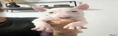 English Bull Terrier 9