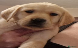 Labrador Retriever dogs for sale: Labrador puppies  - Image 5