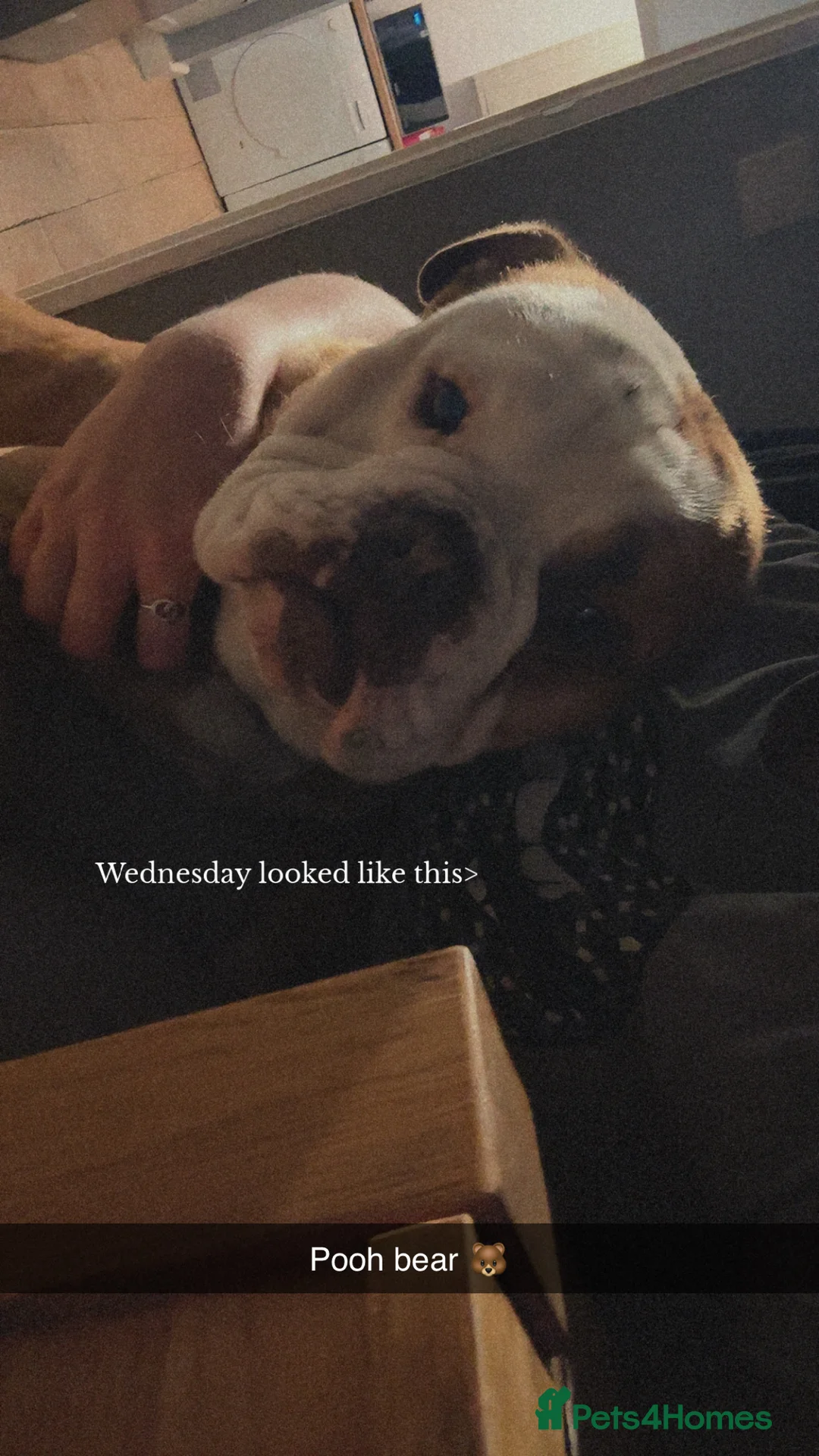 English Bulldog dogs for sale: English bully  - Advert 3