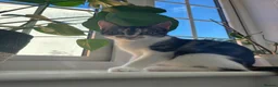Mixed Breed cats for sale: Kittens Looking for Their Forever Homes 🐱❤️ in Gloucester - Advert 1