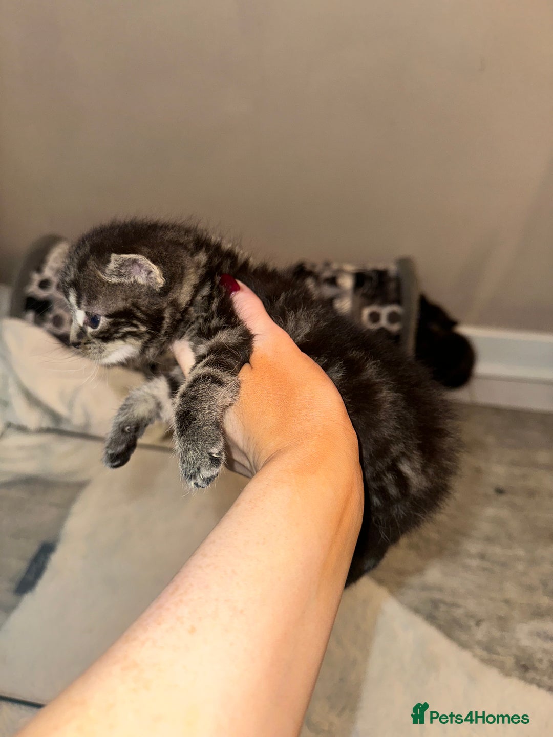 Maine Coon cats for sale: 5 MAINE COON X BABIES FOR SALE  - Advert 23