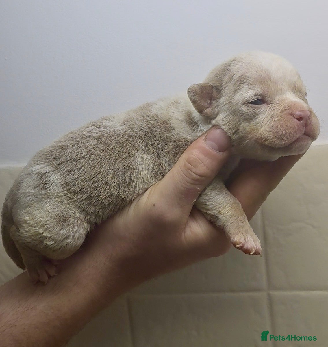 Olde English Bulldogge dogs 7 old tyme bulldog puppies available  - Advert 1