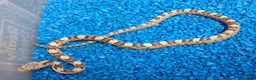 Rat Snake reptiles for sale: Hatchling Grey Rat Snakes  - Advert 7