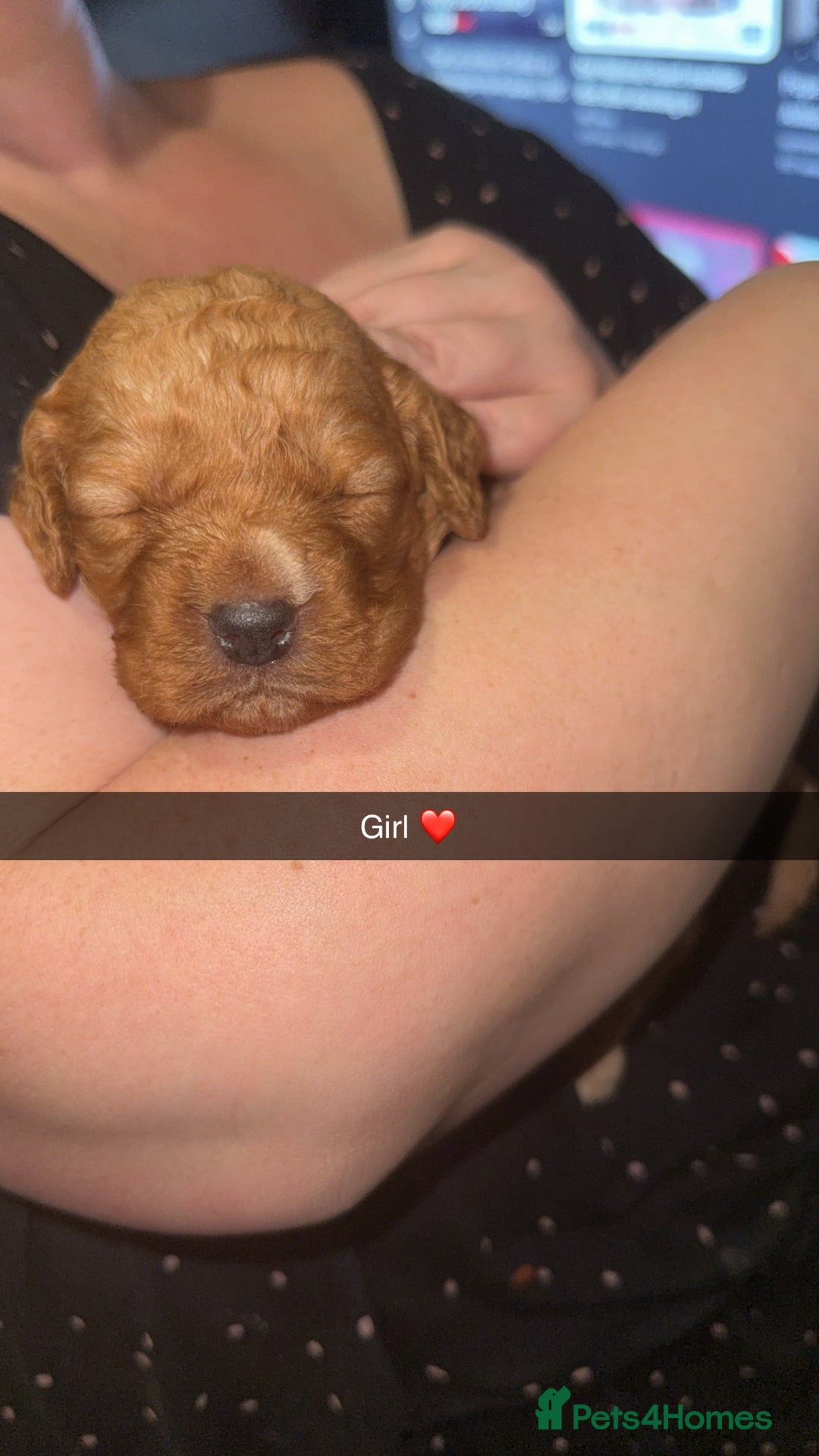 Cockapoo dogs for sale: Stunning litter of beautiful cockapoo puppies 😍 - Advert 5