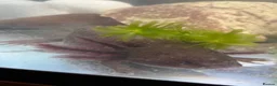 Axolotl reptiles for sale: Complete setup including 2 axolotyl  in Huddersfield - Advert 6