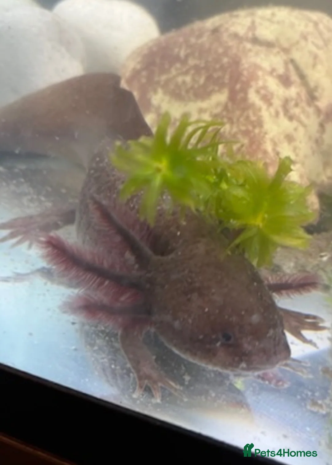 Axolotl reptiles for sale: Complete setup including 2 axolotyl  in Huddersfield - Advert 6