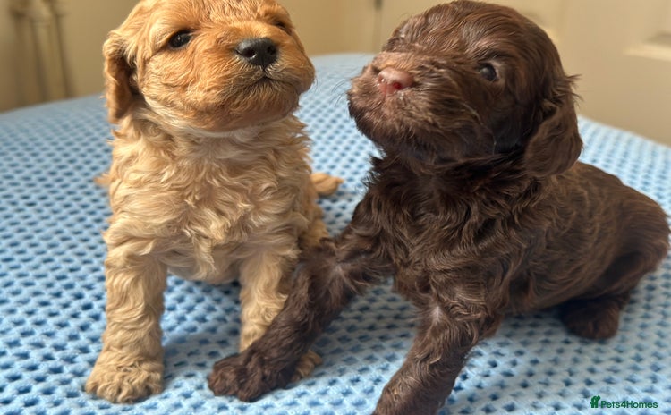 Cavapoo dogs - Advert 1