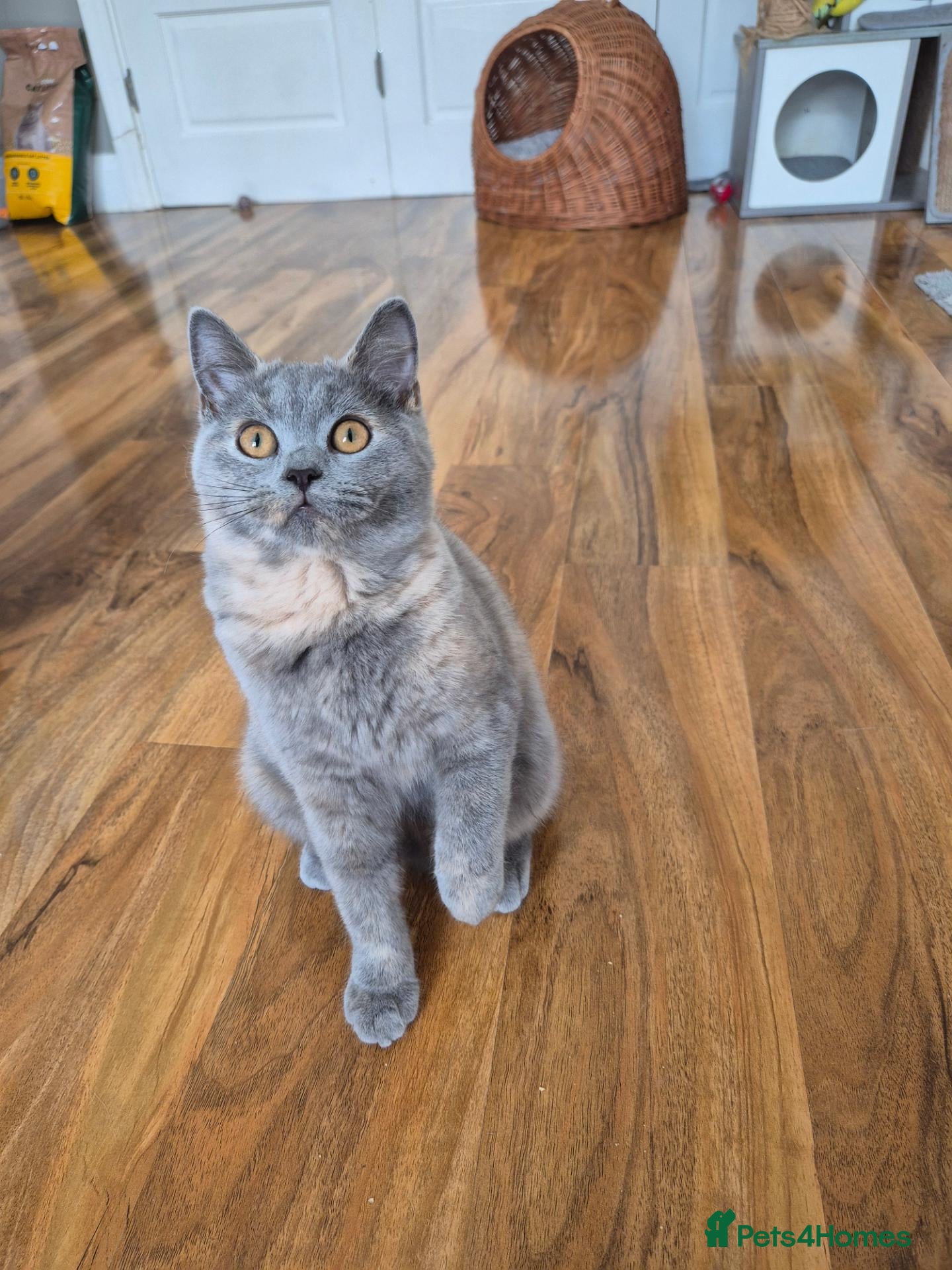 British Shorthair cats Ready! GCCF parents with champions in line,BSH - Advert 2
