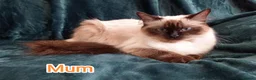 Ragdoll cats for sale: Ragdoll kitten. 2 Girls and 1 Boy  in Coventry - Advert 22