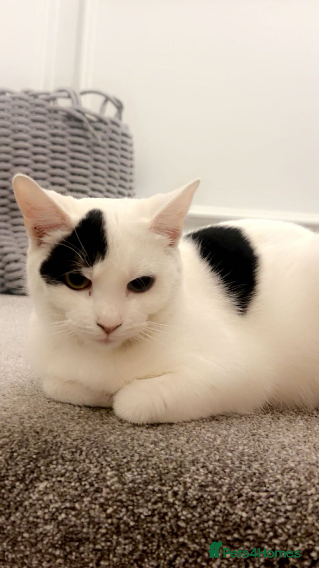 Turkish Van cats for sale: Adorable kittens looking for a home - Image 5