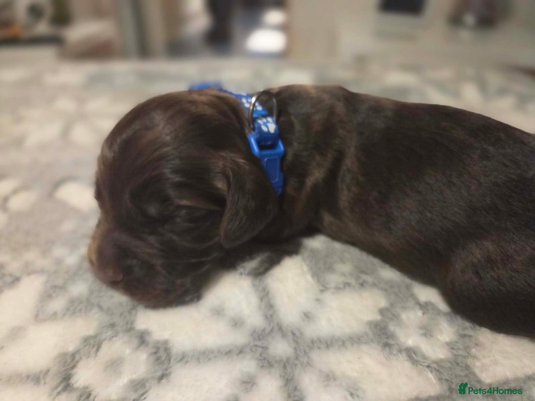 Cocker Spaniel dogs for sale: Working cocker spaniels  - Advert 12