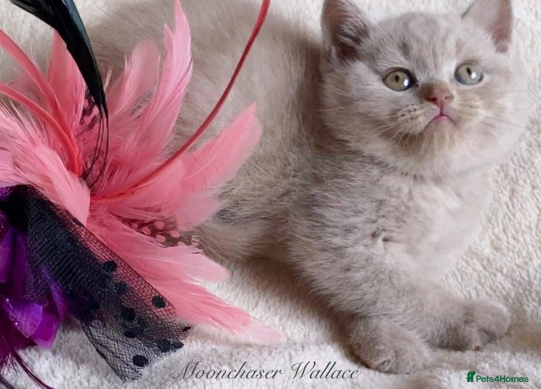 British Longhair cats for sale: Stunning British Longhair Boys TICA Registered - Image 13