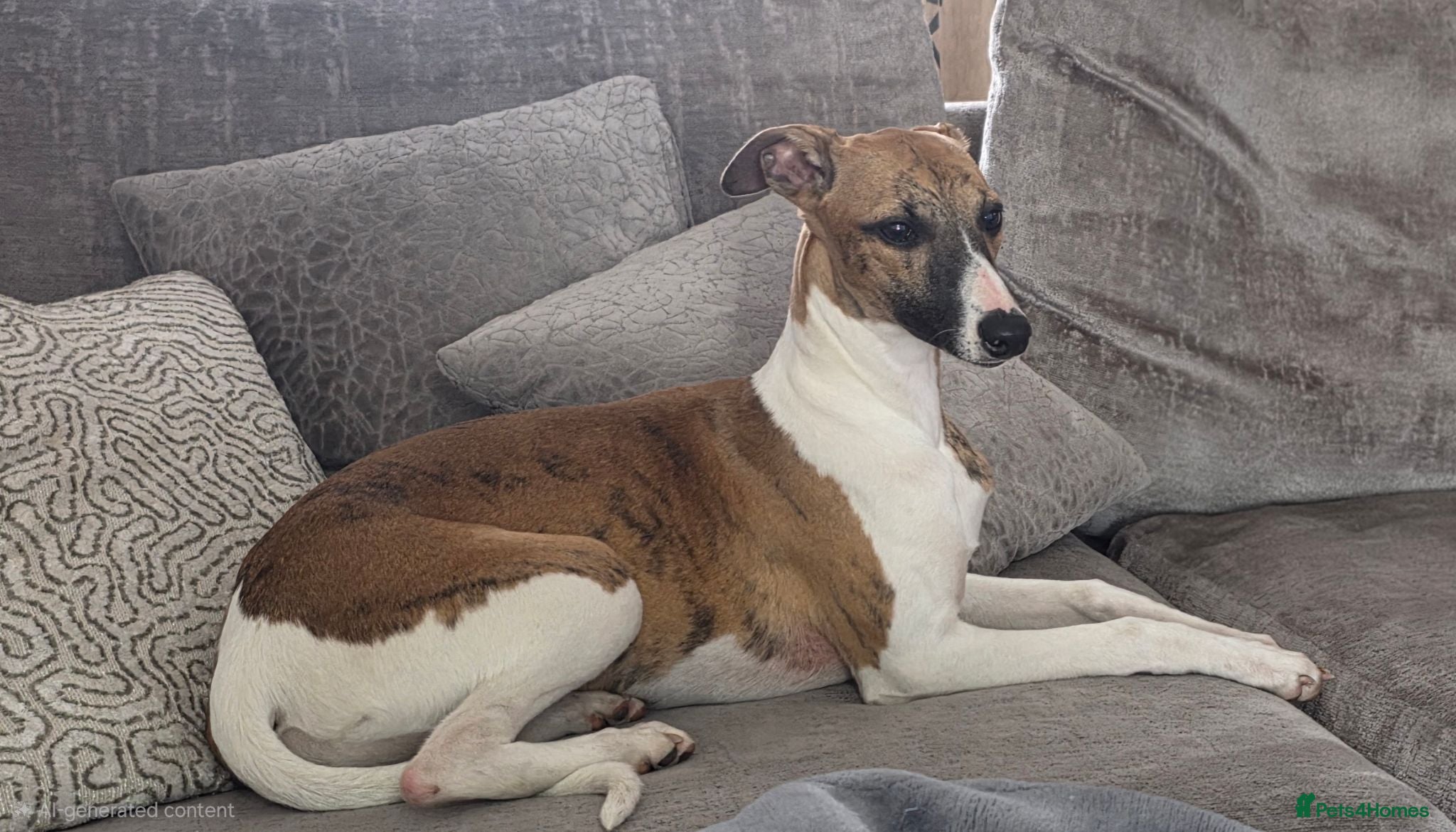 Whippet dogs Kc registered whippet puppy - Advert 13