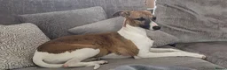 Whippet dogs for sale: Kc registered whippet puppy - Advert 1