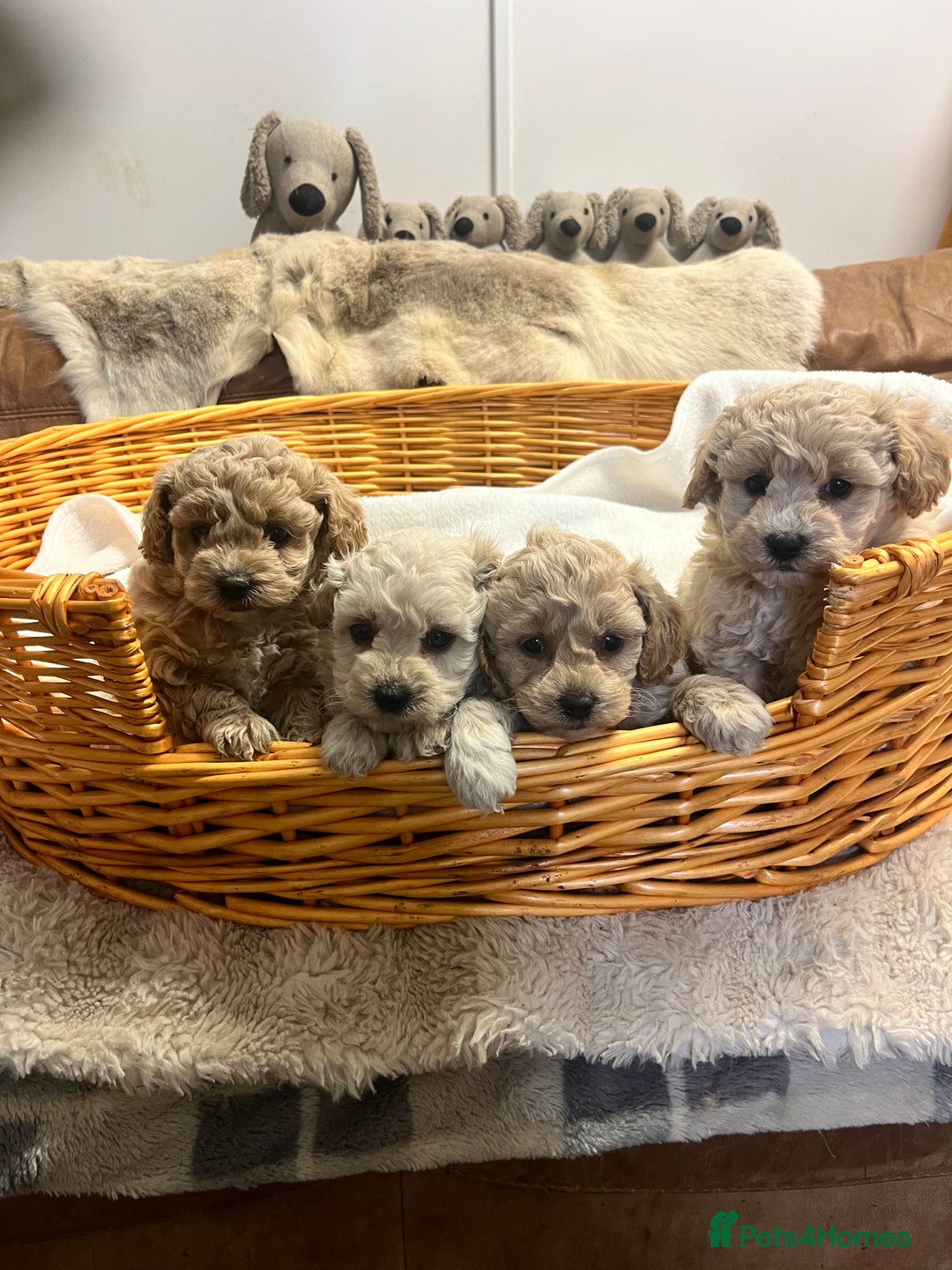 Poochon dogs for sale: Stunning and gorgeous poochons  - Image 1