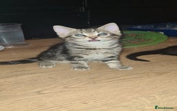 Bengal cats for sale: Mixed bengal kittens   - Image 36
