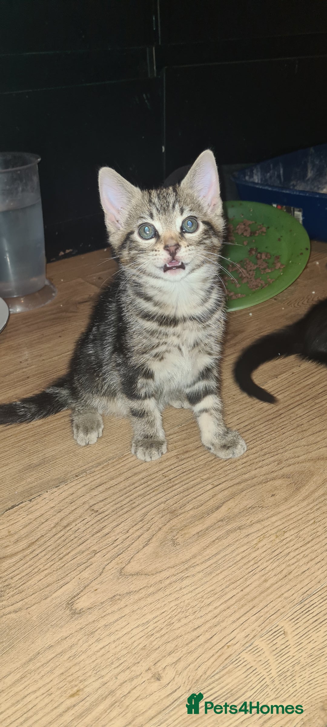 Bengal cats for sale: Mixed bengal kittens   - Image 36