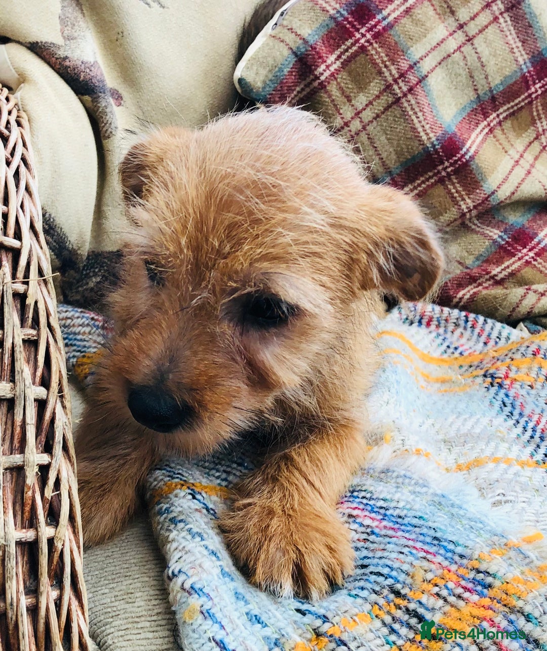 Norfolk Terrier dogs for sale: Stubleywood 3/4 Norfolk puppies - Image 13