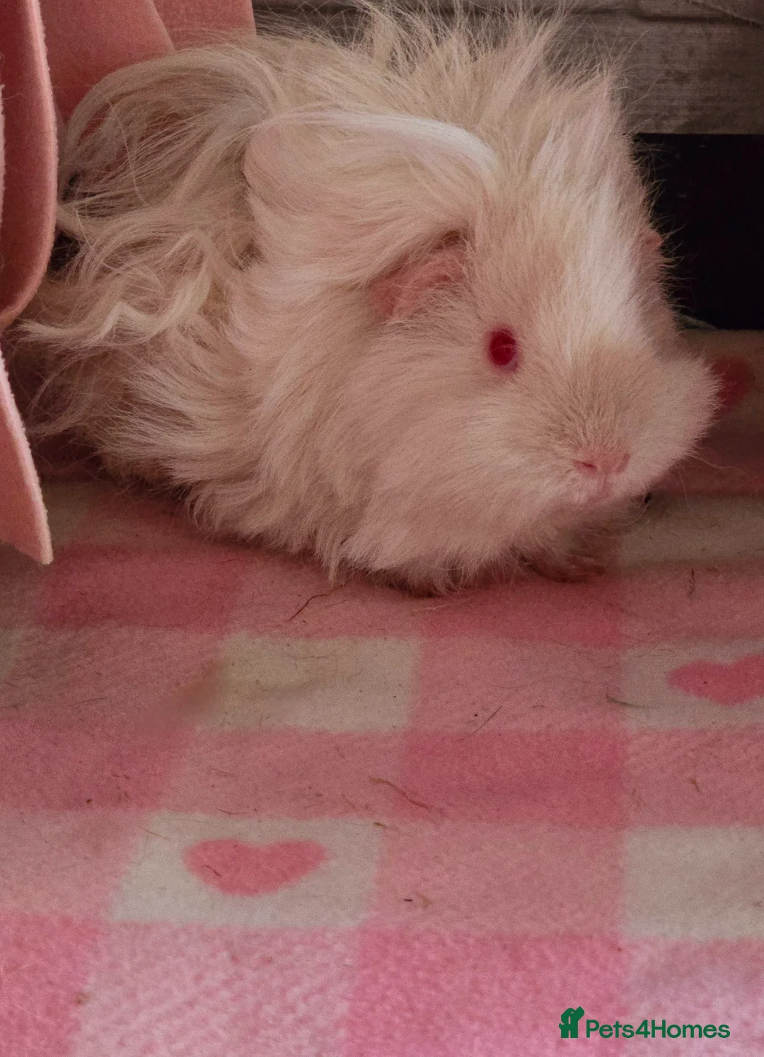 Guinea Pig rodents for sale: Retired Lunkarya Sow Needs Family Home - Advert 5