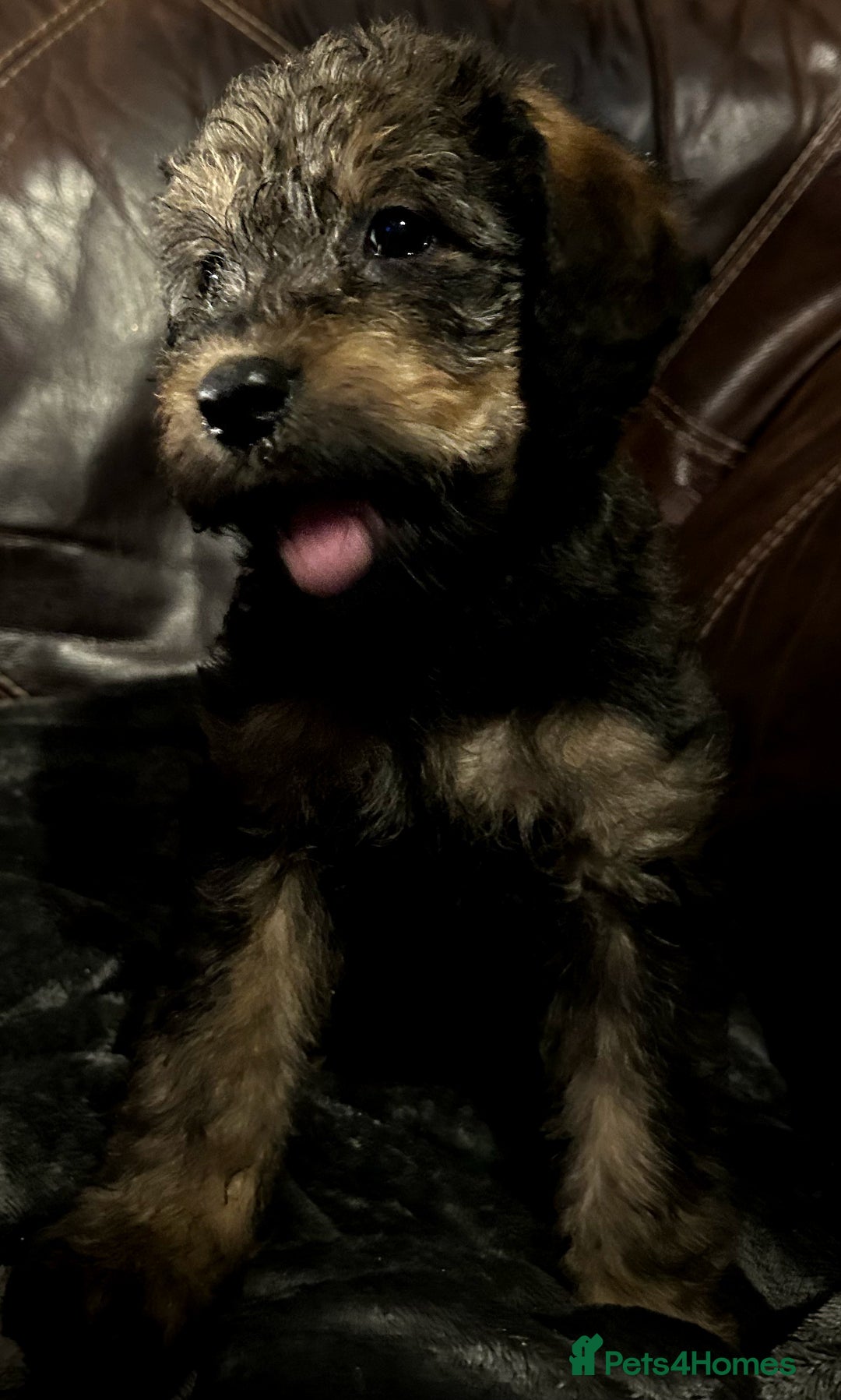 Labradoodle dogs for sale: stunning F2 labradoodle puppies... Available now - Advert 28