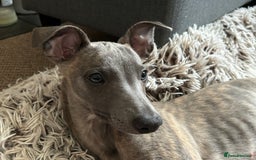 Whippet dogs for sale: Loving Brindle KC Reg Whippet boy - Image 5