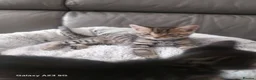 Bengal cats for sale: Bengals kittens - Advert 23