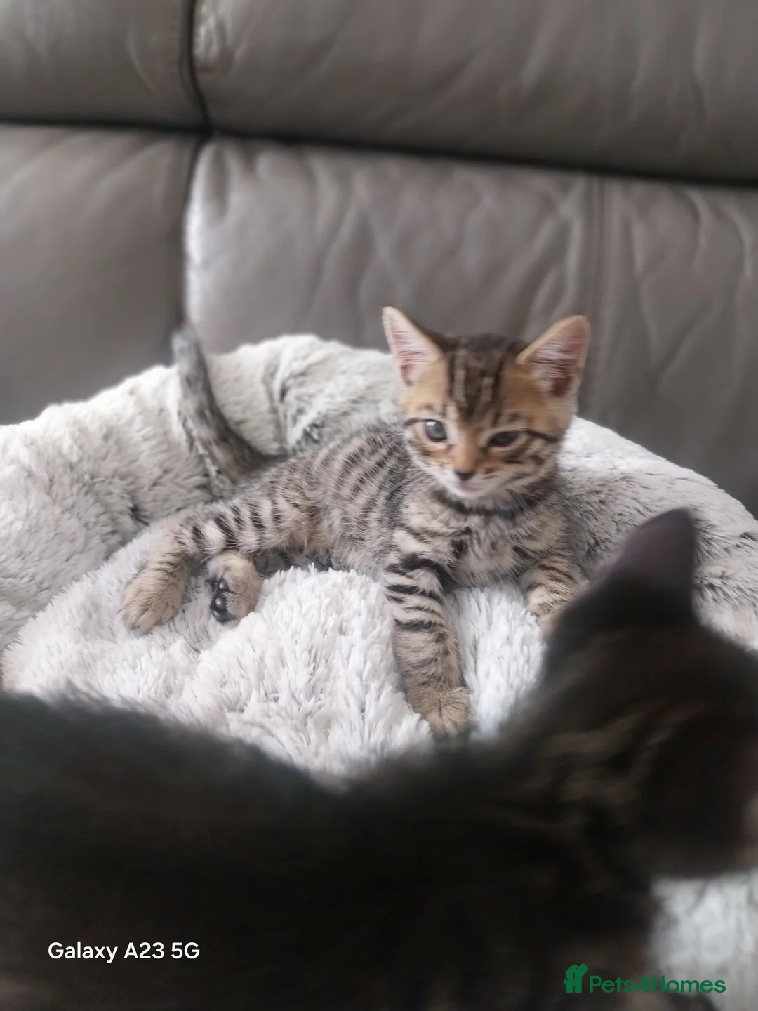 Bengal cats for sale: Bengals kittens - Advert 23