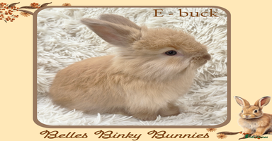 Angora rabbits - Advert 3