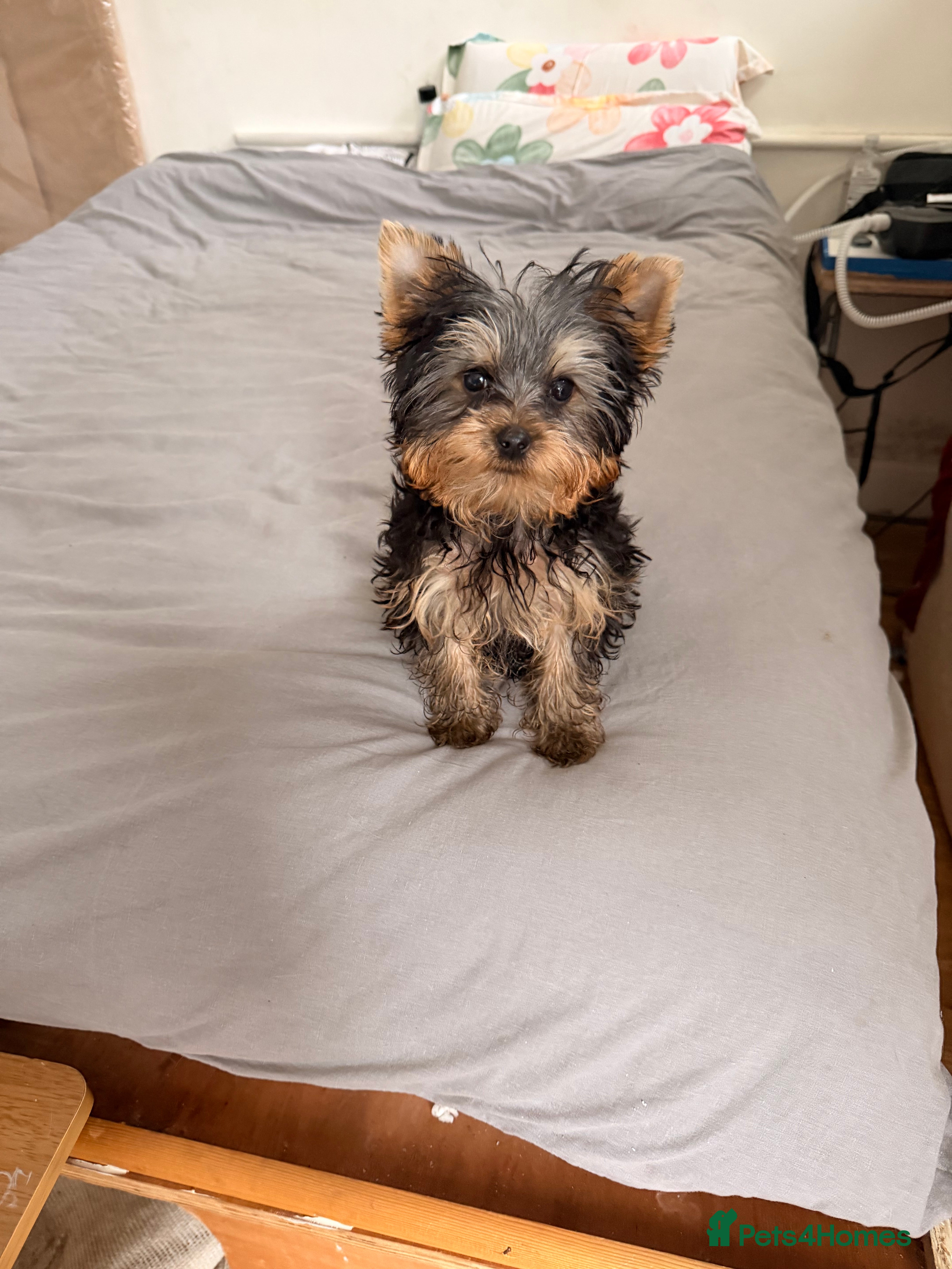 Yorkshire Terrier dogs Yorkshire terrier puppy - Advert 8