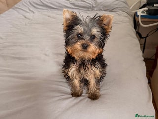 Yorkshire Terrier dogs Yorkshire terrier puppy - Advert 1