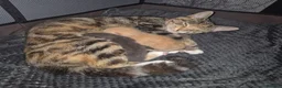 Bengal cats for sale: Kittens  in Chorley - Advert 5