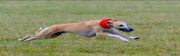 Whippet dogs for sale: Quality show/ Lure coursing girl - Advert 17