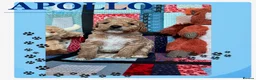 Australian Labradoodle dogs for sale: Australian Labradoodle puppies - Advert 37