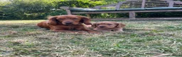 Cocker Spaniel dogs for sale: Cocker spaniel puppies - Advert 2