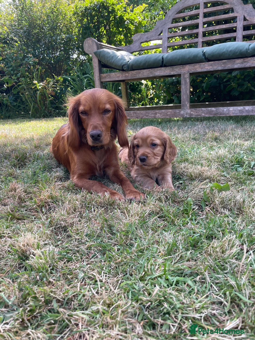 Cocker Spaniel dogs for sale: Cocker spaniel puppies - Advert 2