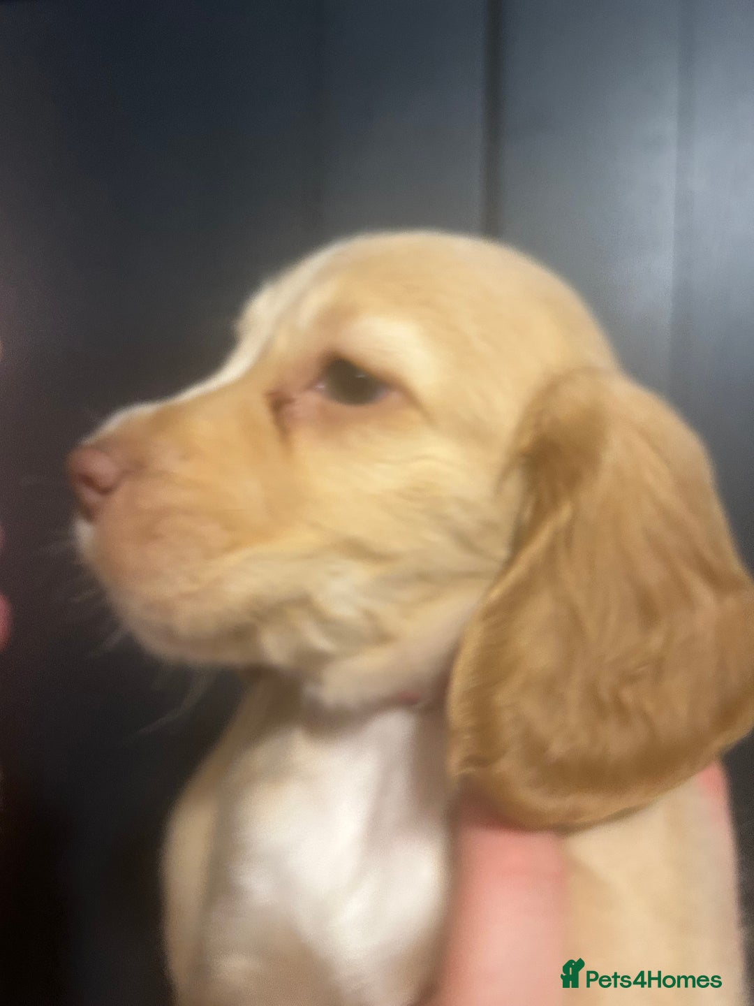 Cocker Spaniel dogs for sale: 3 Cocker Spaniel Puppies. 💙💙💙 - Advert 16