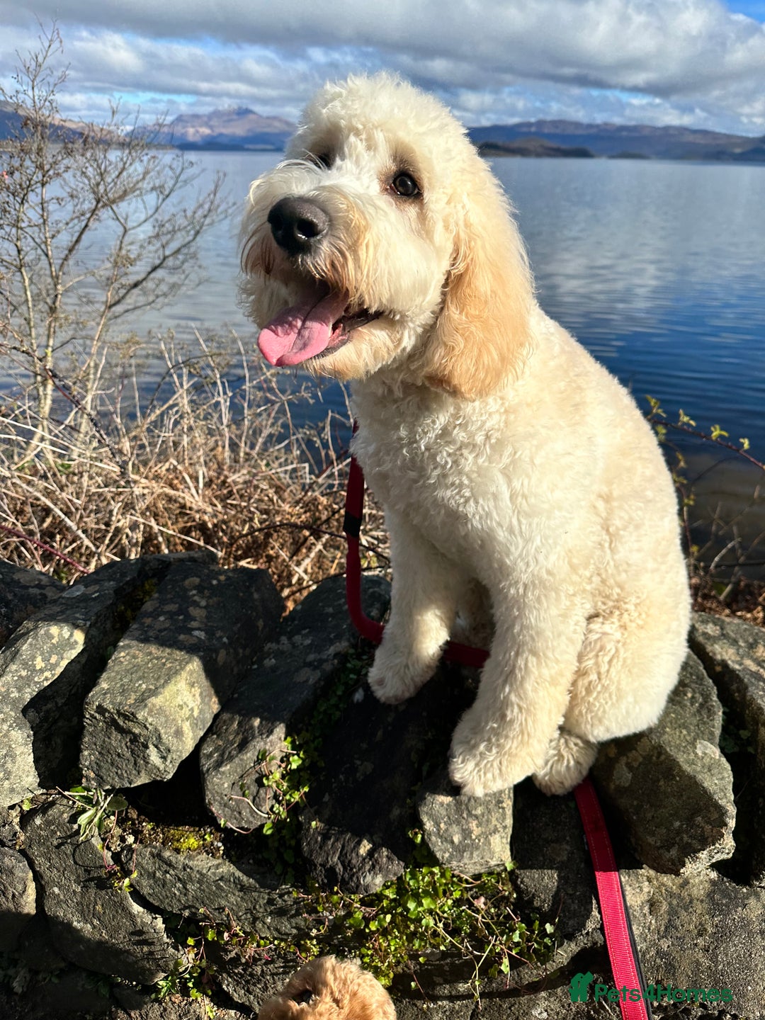 Goldendoodle dogs for sale: Beautiful Goldendoodle - Image 8