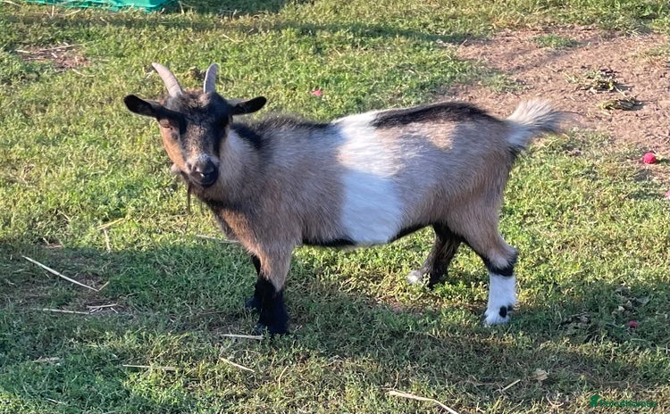 Goats livestock - Advert 2