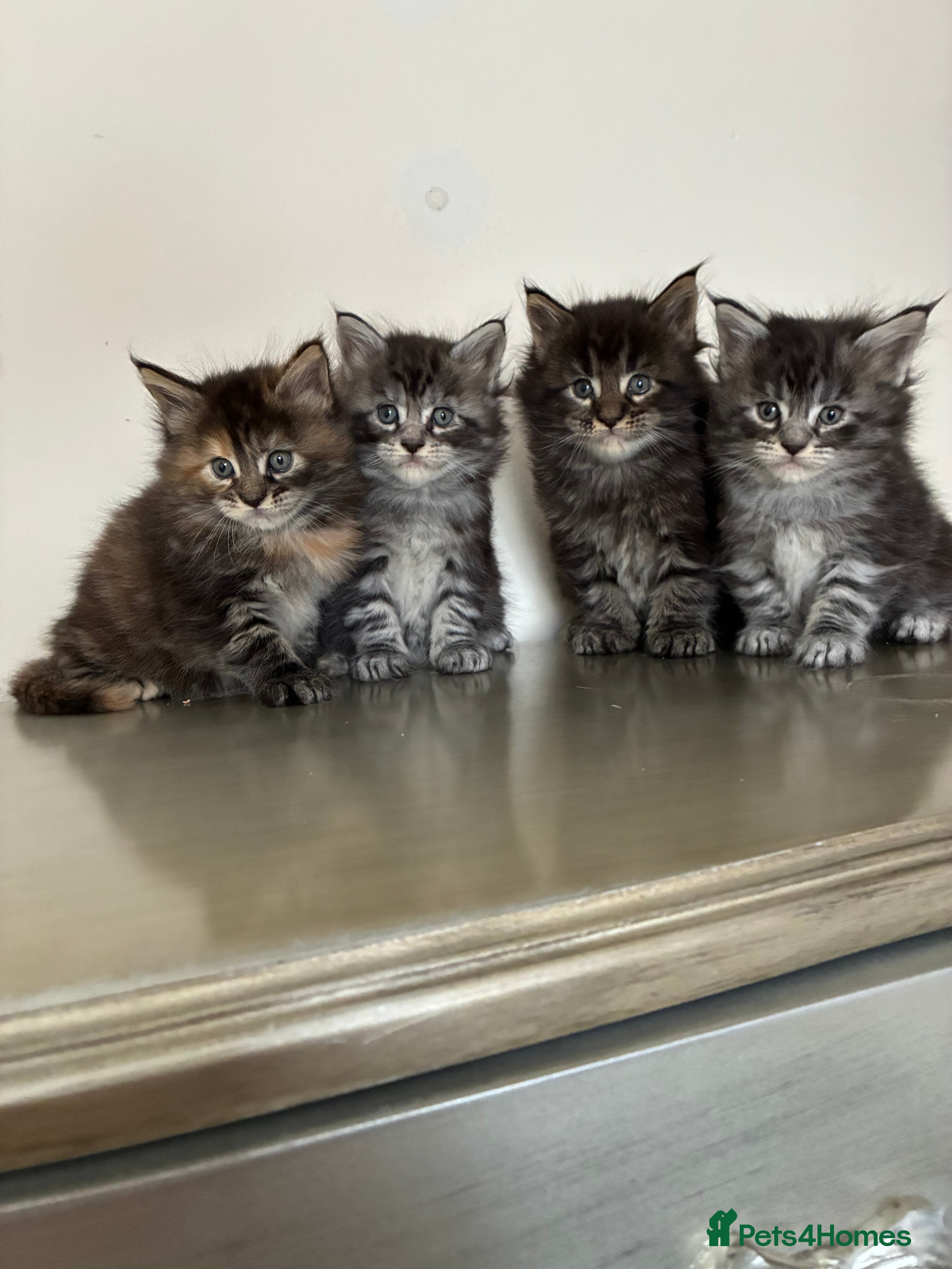 Maine Coon cats Maine coon kittens  - Advert 4